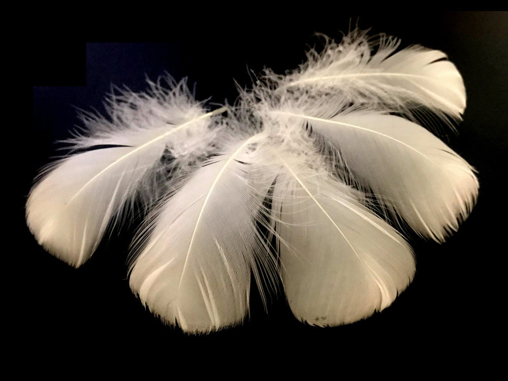 1 Pack - 2-3" Ivory Goose Coquille Loose Feathers - 0.35 Oz.