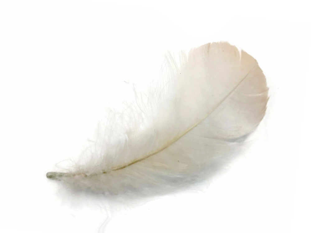 1 Pack - 2-3" Ivory Goose Coquille Loose Feathers - 0.35 Oz.