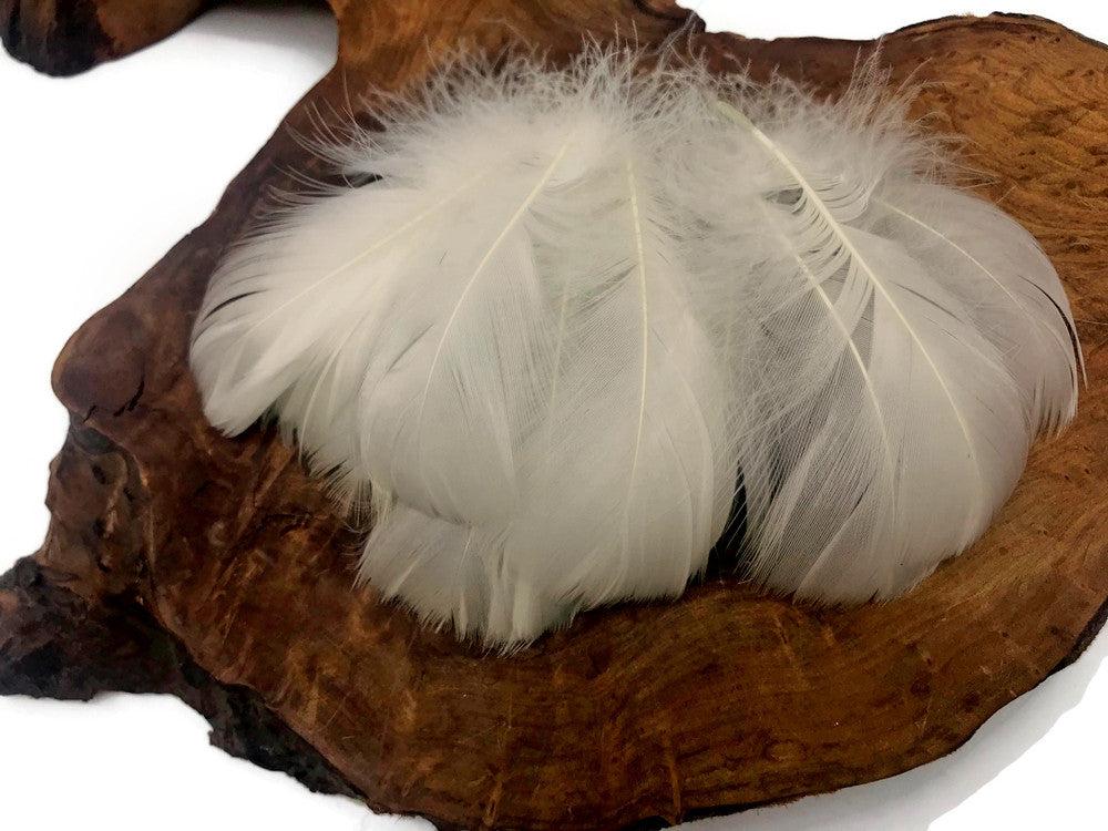 1 Pack - 2-3" Ivory Goose Coquille Loose Feathers - 0.35 Oz.