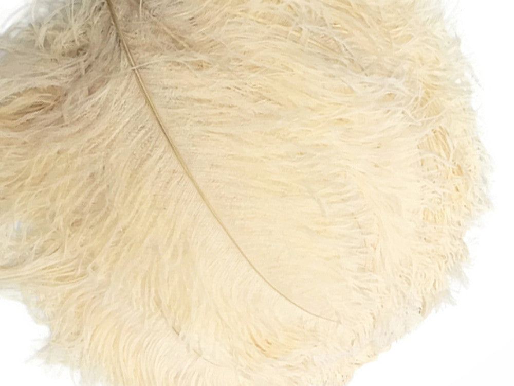 1/2 Lb. - 25-29" Cream Large Ostrich Wing Plume Wholesale Feathers (Bulk)