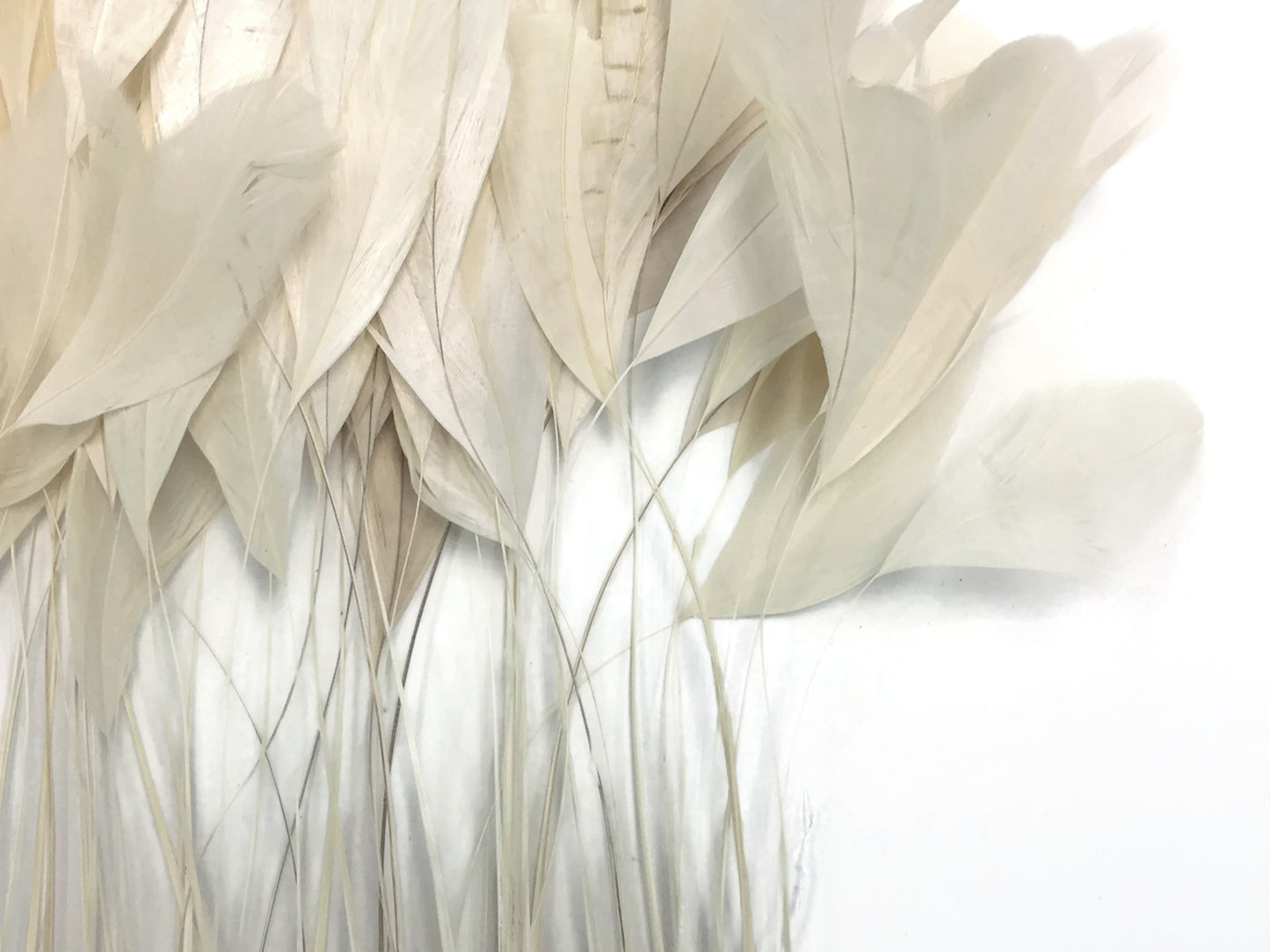 1 Dozen - Ivory Stripped Rooster Coque Tail Feathers