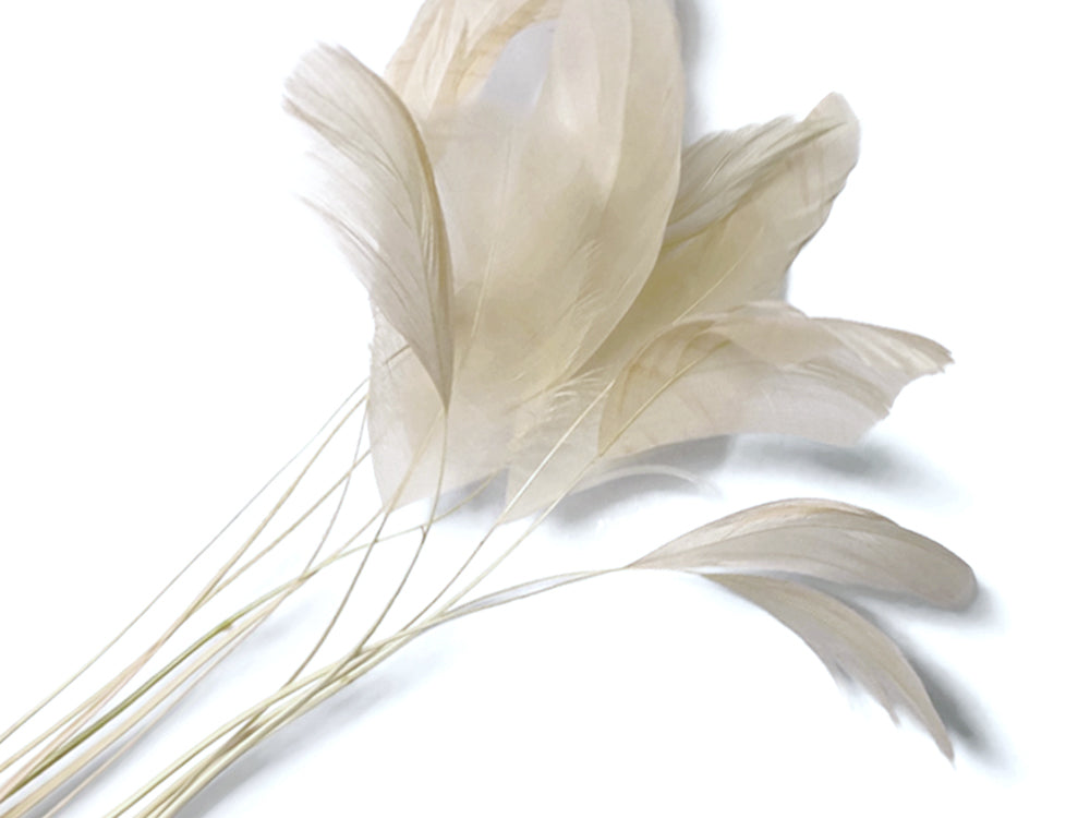 1 Dozen - Ivory Stripped Rooster Coque Tail Feathers