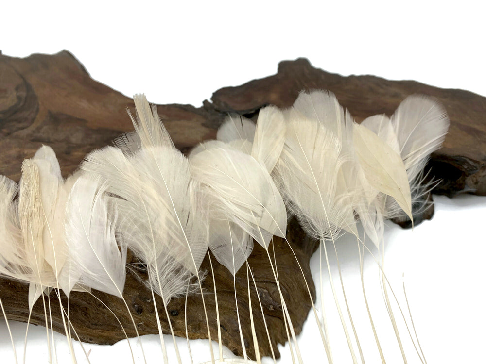 1 Dozen - Ivory Stripped Rooster Coque Tail Feathers