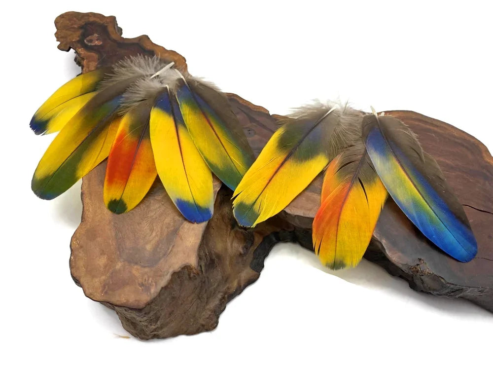 Exotic Feathers | Parrot, Macaw, Pheasant & More – Moonlight Feather