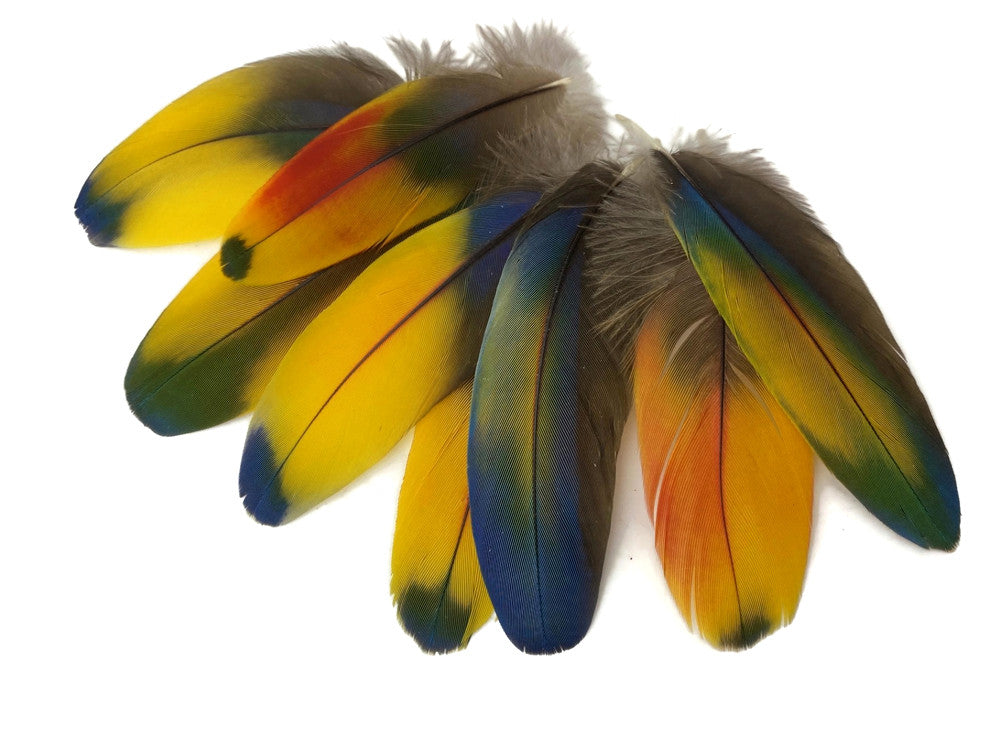 4 Pieces - Jewel Multicolor Iridescent Scarlet Macaw Large Body Plumage Feathers