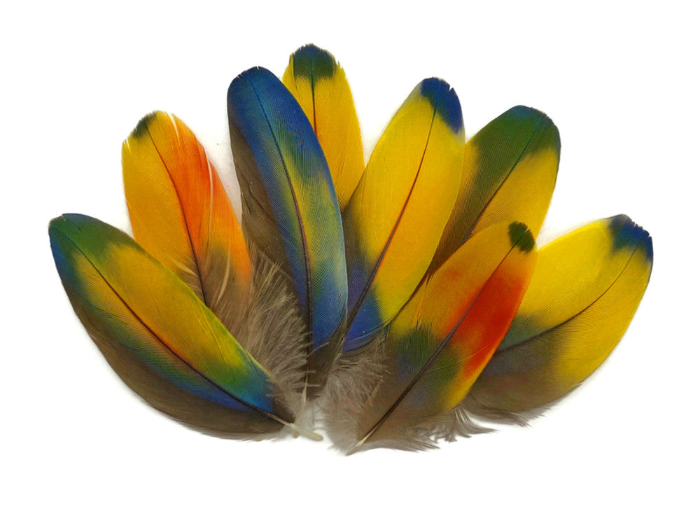 4 Pieces - Jewel Multicolor Iridescent Scarlet Macaw Large Body Plumage Feathers