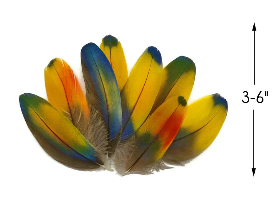 Exotic Feathers | Parrot, Macaw, Pheasant & More – Moonlight Feather