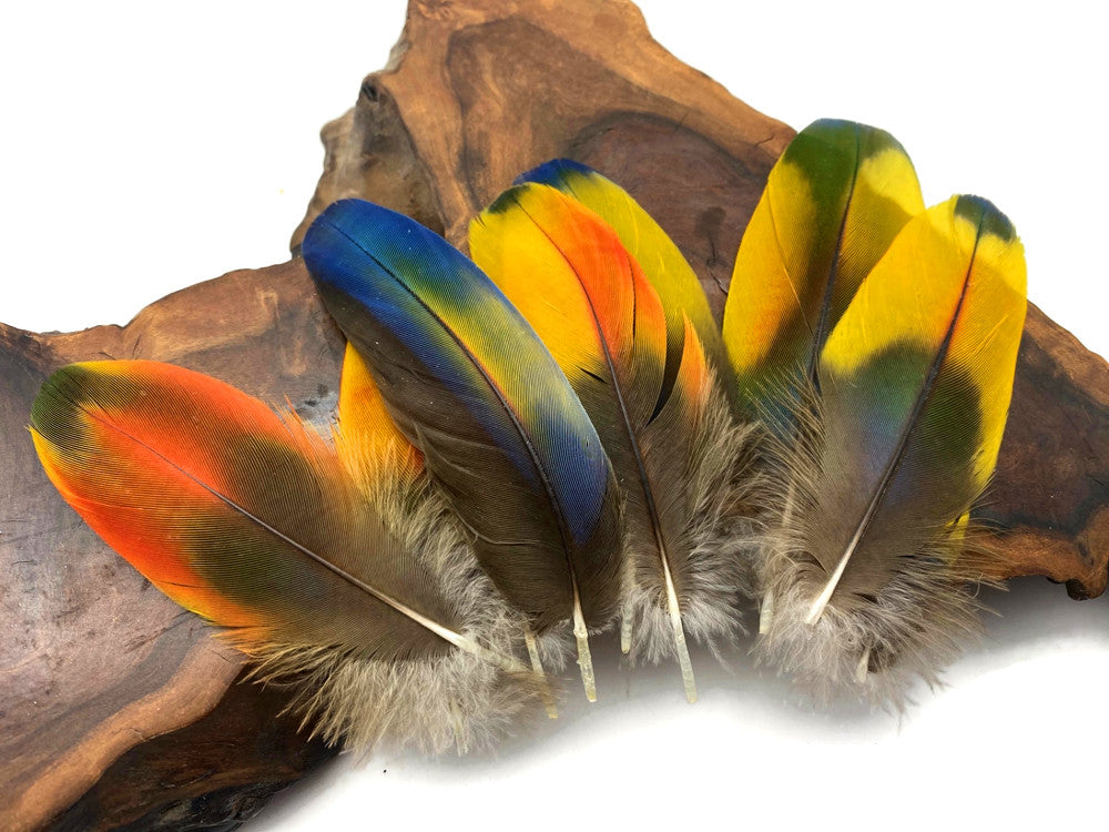 4 Pieces - Jewel Multicolor Iridescent Scarlet Macaw Large Body Plumage Feathers