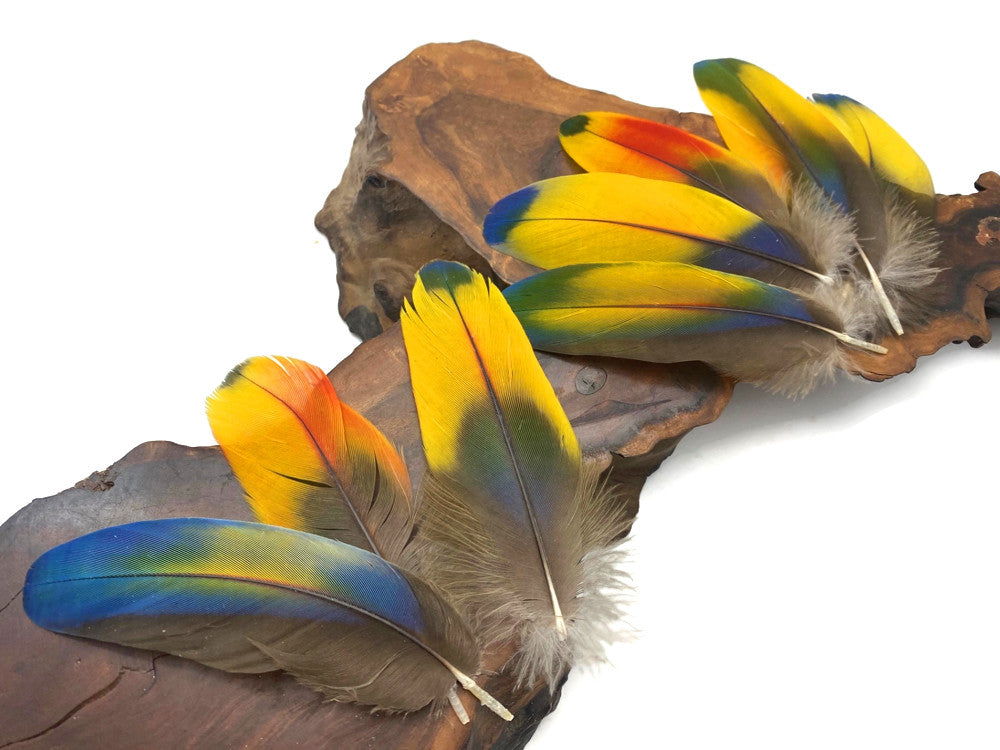 4 Pieces - Jewel Multicolor Iridescent Scarlet Macaw Large Body Plumage Feathers