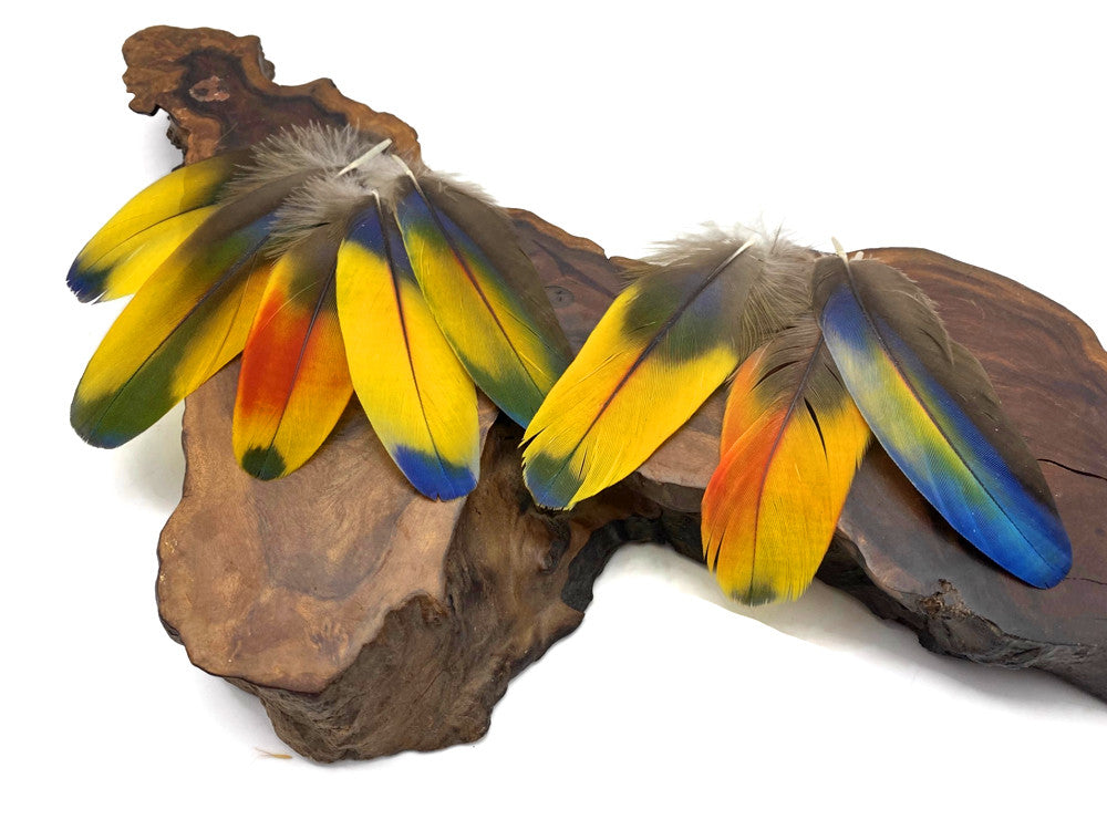 4 Pieces - Jewel Multicolor Iridescent Scarlet Macaw Large Body Plumage Feathers