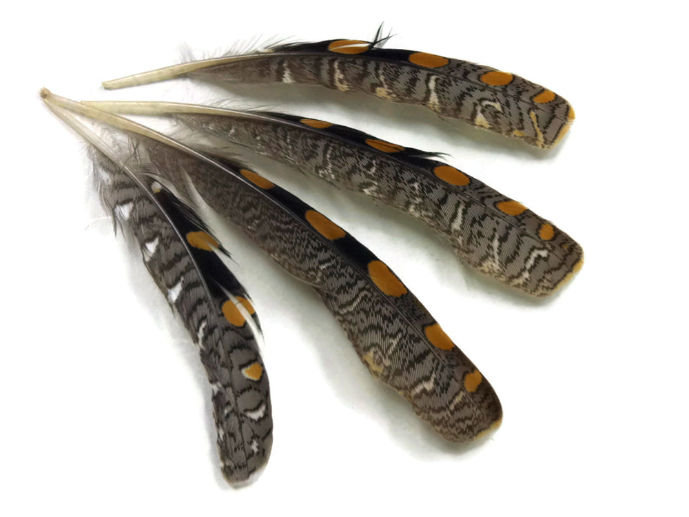 10 Pieces -  Natural Gold Polka Dot Jungle Cock Small Wing Feathers