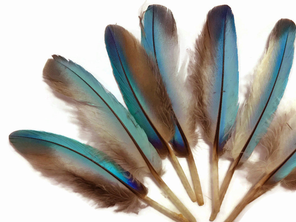 10 Pieces - Natural Light Blue Common Kingfisher Mini Wing Feathers