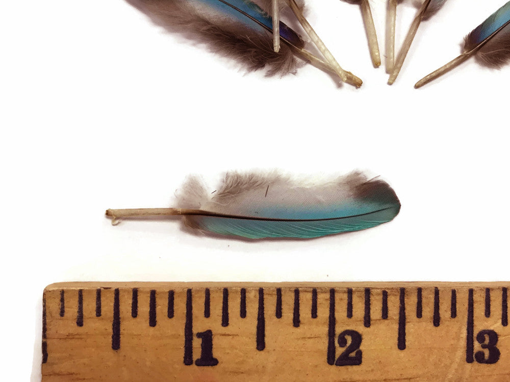 10 Pieces - Natural Light Blue Common Kingfisher Mini Wing Feathers