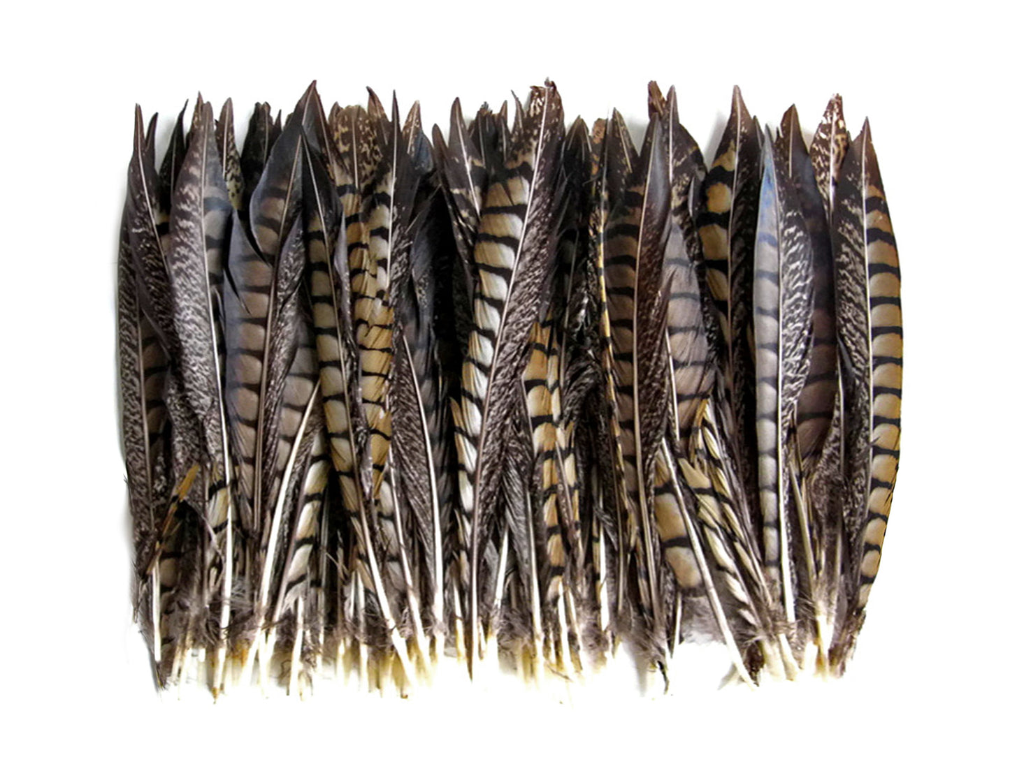 10 Pieces - 6-8" Natural Striped Lady Amherst Pheasant Tail Feathers
