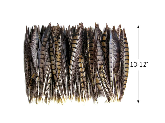 50 Pieces - 10-12" Natural Striped Lady Amherst Pheasant Tail Wholesale Feathers (Bulk)