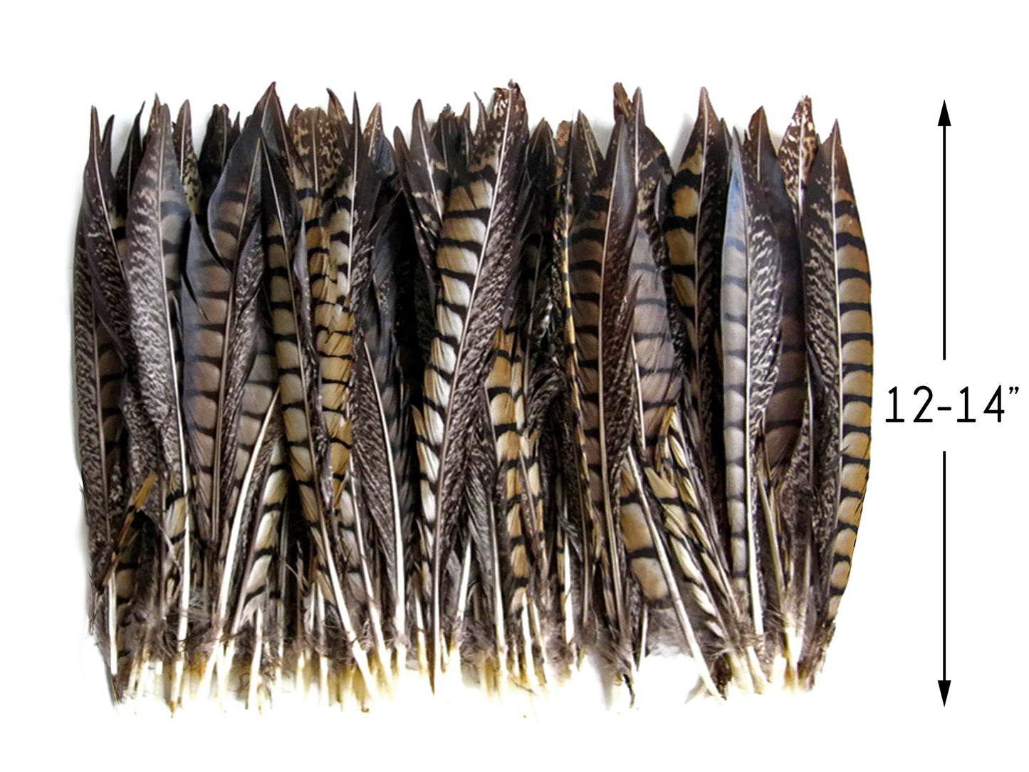 10 Pieces - 12-14" Natural Lady Striped Amherst Pheasant Tail Feathers