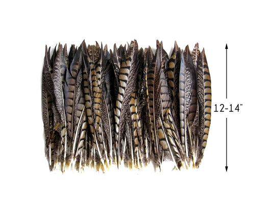 50 Pieces - 12-14" Natural Striped Lady Amherst Pheasant Tail Wholesale Feathers (Bulk)