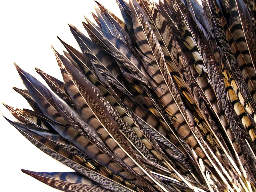 10 Pieces - 12-14" Natural Lady Striped Amherst Pheasant Tail Feathers