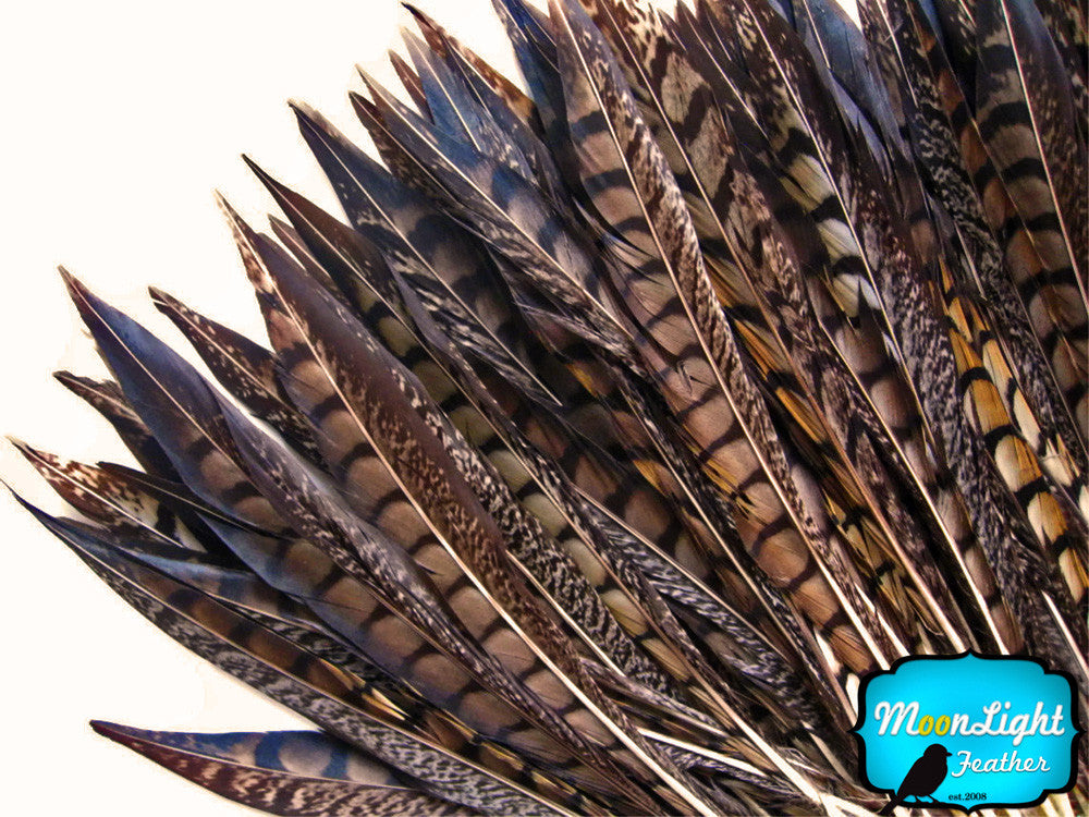 50 Pieces - 10-12" Natural Lady Amherst Pheasant Tail Wholesale Feathers (Bulk)