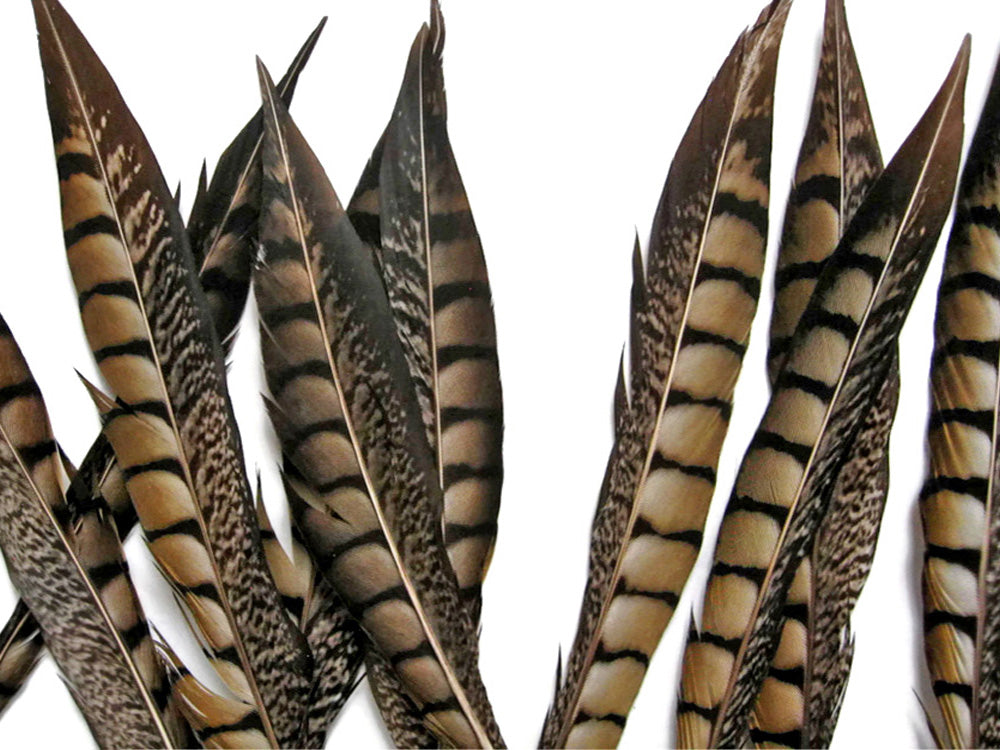 10 Pieces - 10-12" Natural Striped Lady Amherst Pheasant Tail Feathers