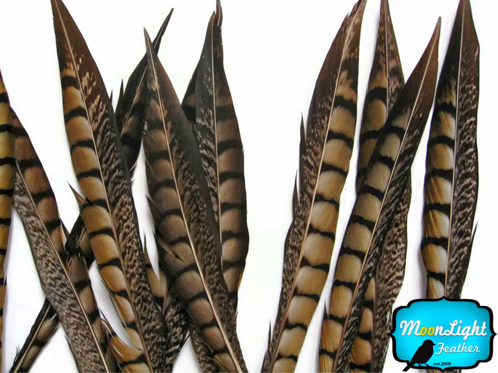 50 Pieces - 10-12" Natural Lady Amherst Pheasant Tail Wholesale Feathers (Bulk)