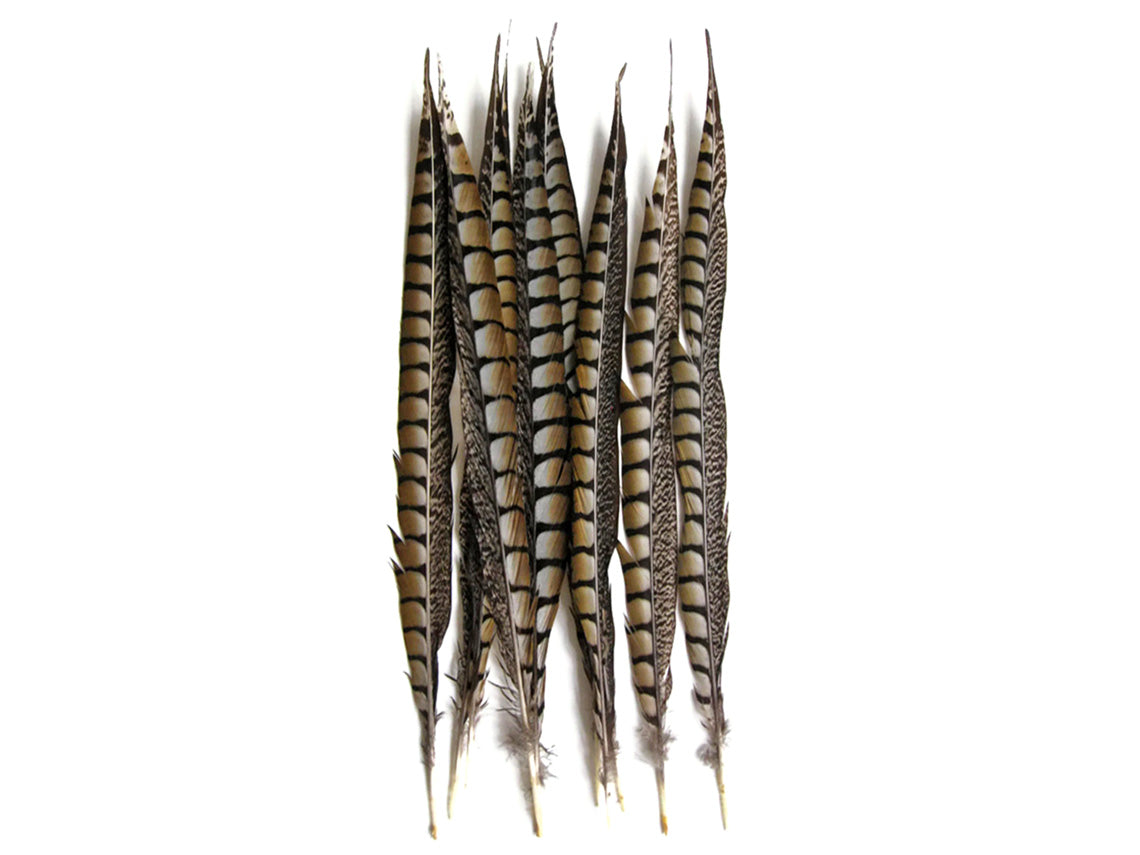 50 Pieces - 12-14" Natural Striped Lady Amherst Pheasant Tail Wholesale Feathers (Bulk)