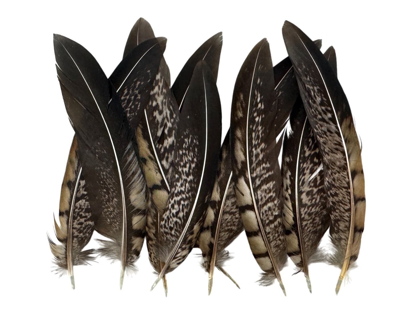 10 Pieces - 4-6" Natural Striped Lady Amherst Pheasant Tail Feathers