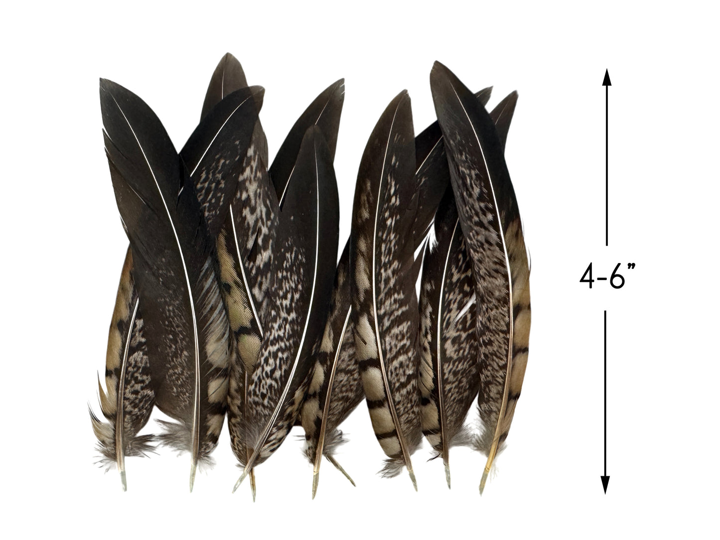 10 Pieces - 4-6" Natural Striped Lady Amherst Pheasant Tail Feathers