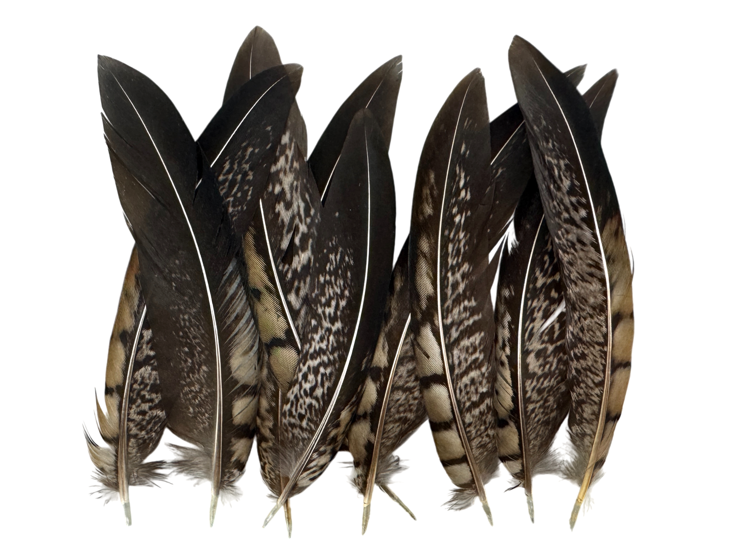 10 Pieces - 6-8" Natural Striped Lady Amherst Pheasant Tail Feathers