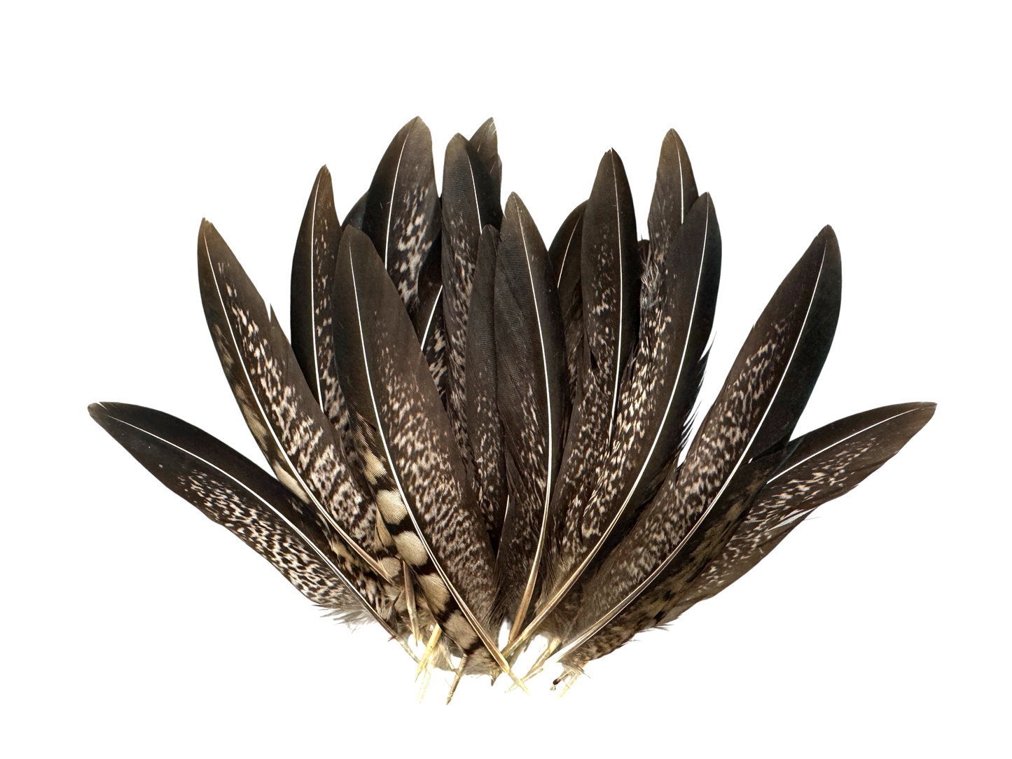 10 Pieces - 6-8" Natural Striped Lady Amherst Pheasant Tail Feathers