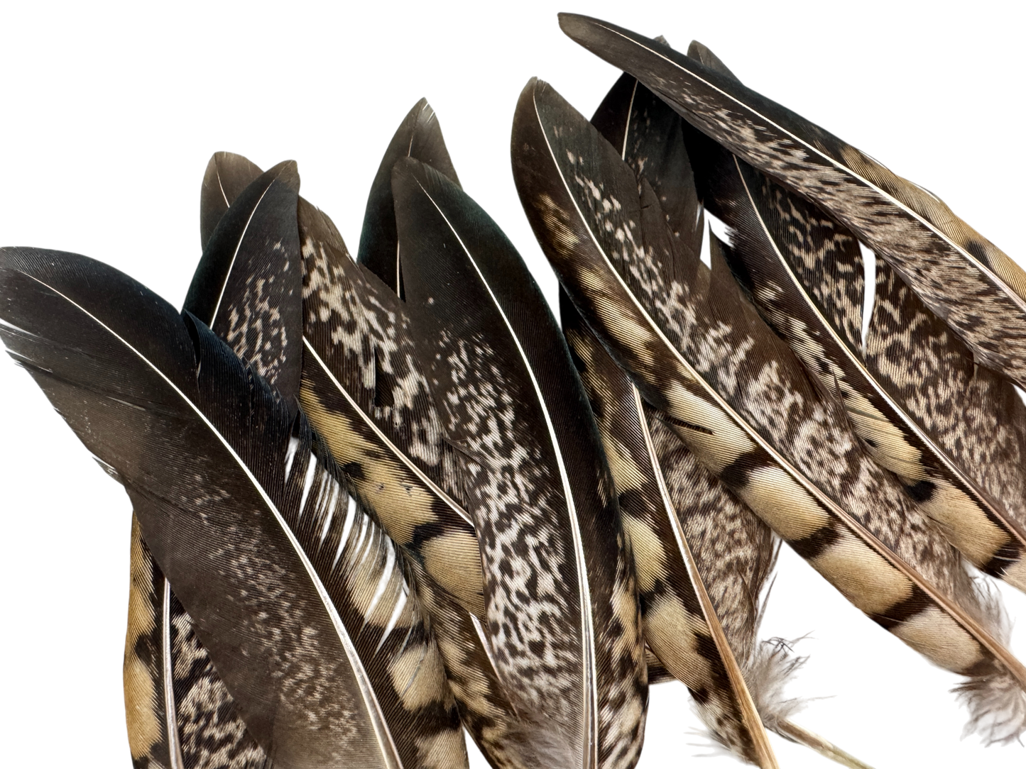 50 Pieces - 10-12" Natural Striped Lady Amherst Pheasant Tail Wholesale Feathers (Bulk)