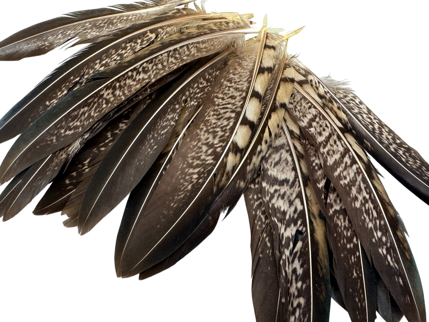 10 Pieces - 4-6" Natural Striped Lady Amherst Pheasant Tail Feathers