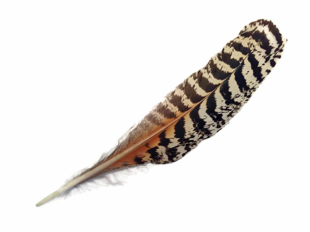 10 Pieces -  6-10" Natural Brown Barred Mottled Peacock Wing Quills Feathers