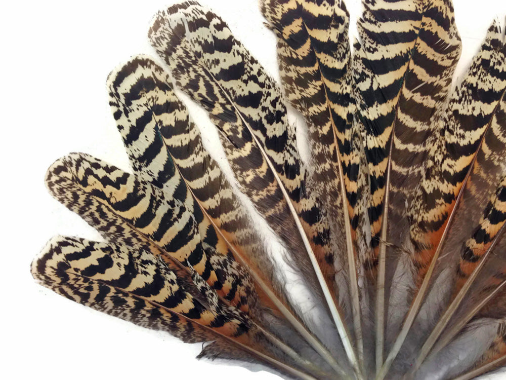 10 Pieces -  6-10" Natural Brown Barred Mottled Peacock Wing Quills Feathers
