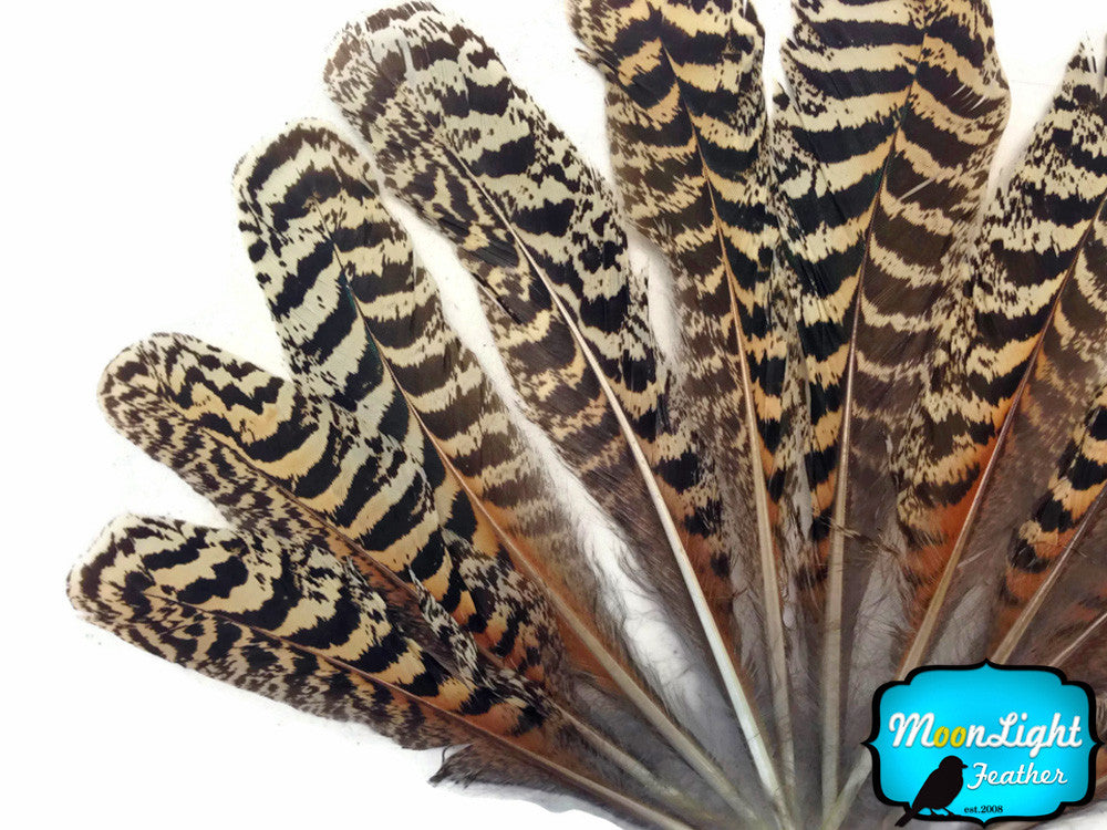 10 Pieces -  6-10" Natural Brown Barred Mottled Peacock Wing Quills Feathers