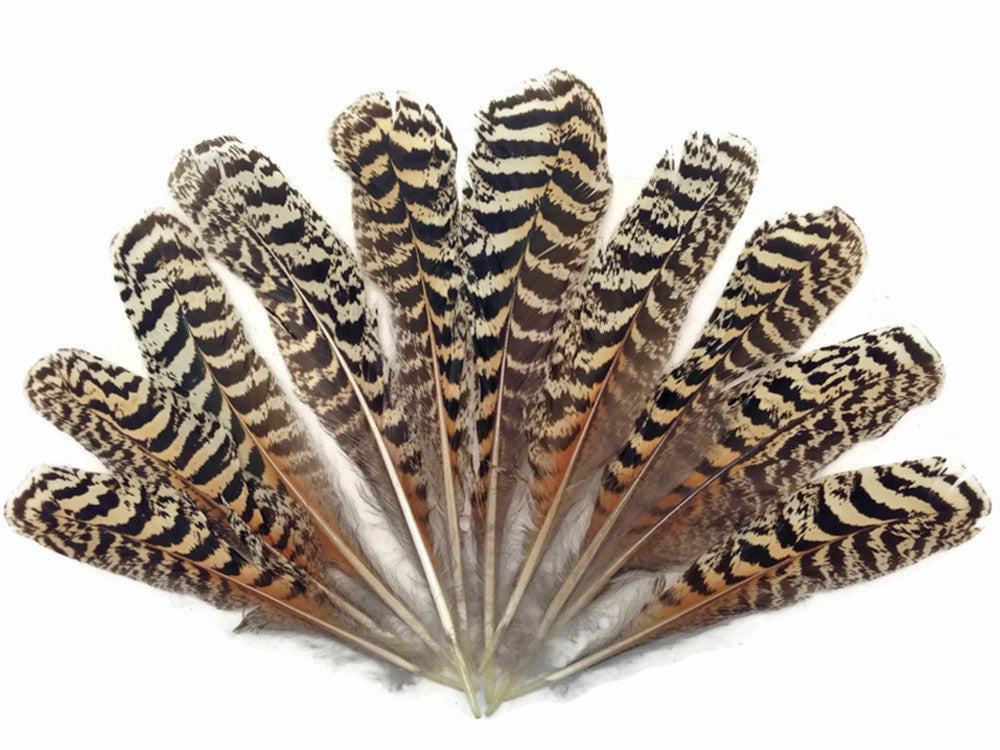 10 Pieces -  6-10" Natural Brown Barred Mottled Peacock Wing Quills Feathers