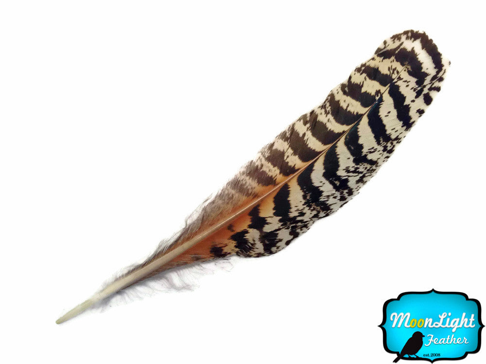 10 Pieces -  6-10" Natural Brown Barred Mottled Peacock Wing Quills Feathers