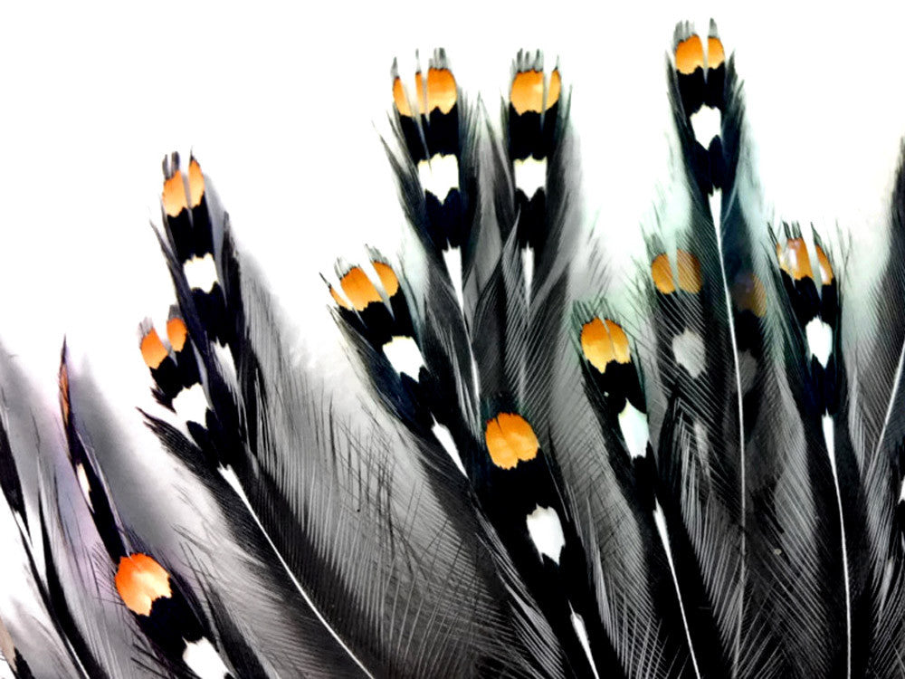 10 Pieces - Natural Gold Jungle Cock Big Eye Loose Feather