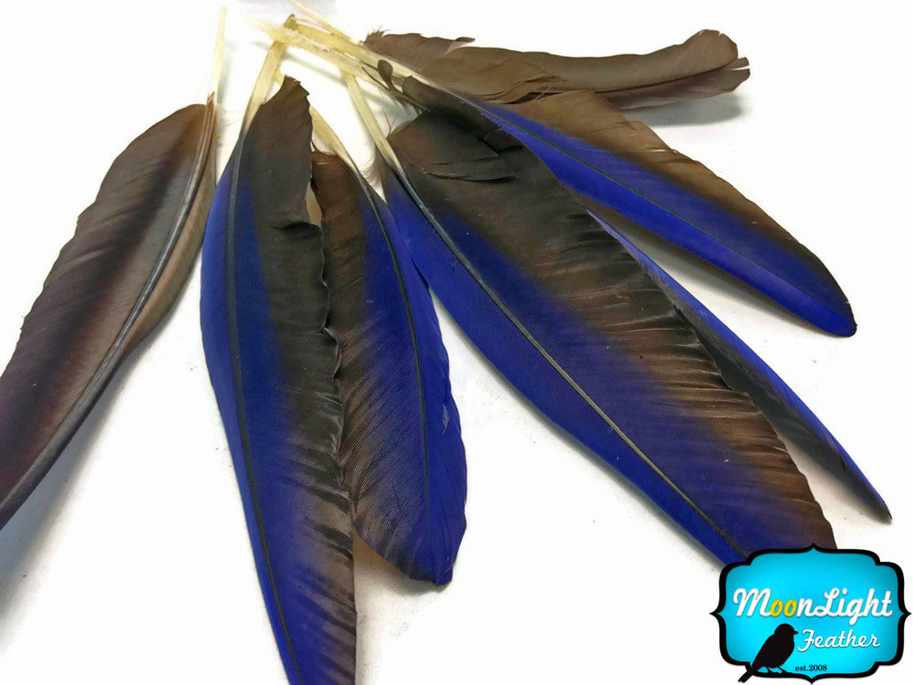 4 Pieces - Iridescent Blue Hyacinth Macaw Wing Feather -Rare-