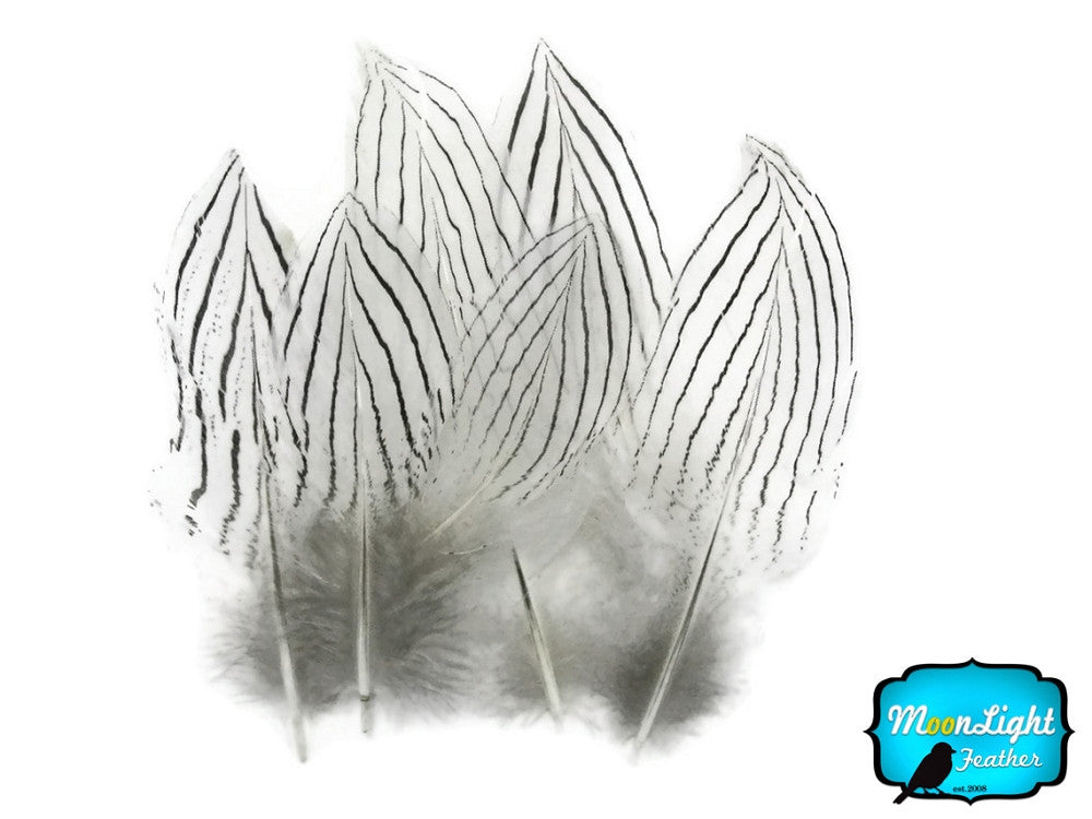 1 Pack - Natural Silver Pheasant Plumage Feathers 0.10 Oz.