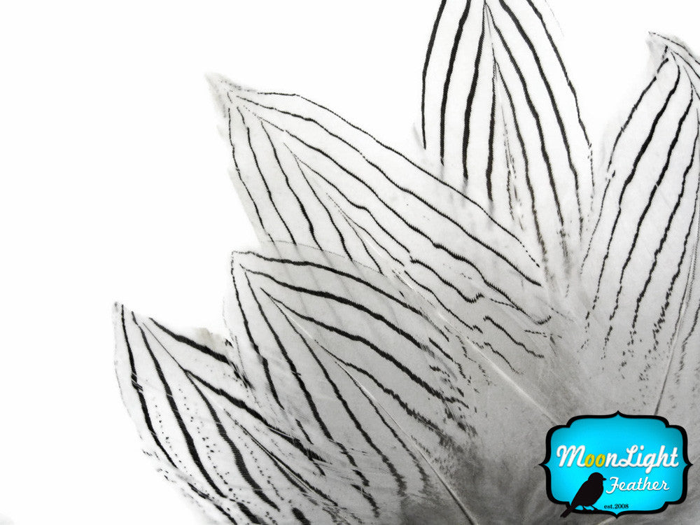 1 Pack - Natural Silver Pheasant Plumage Feathers 0.10 Oz.