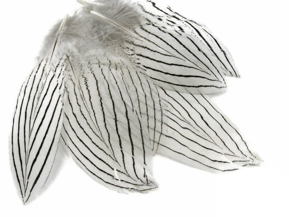 1 Pack - Natural Silver Pheasant Plumage Feathers 0.10 Oz.