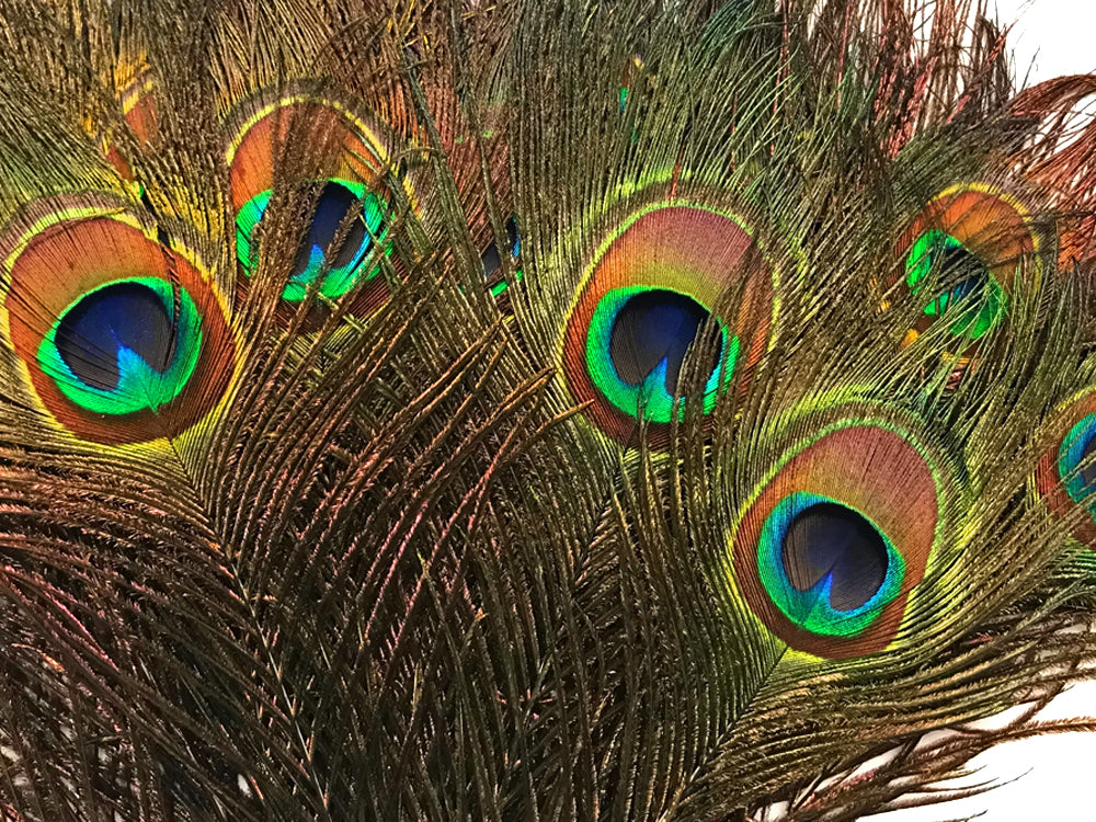 50 Pieces - 30-35" Natural Long Iridescent Peacock Tail Eye Wholesale Feather (Bulk)