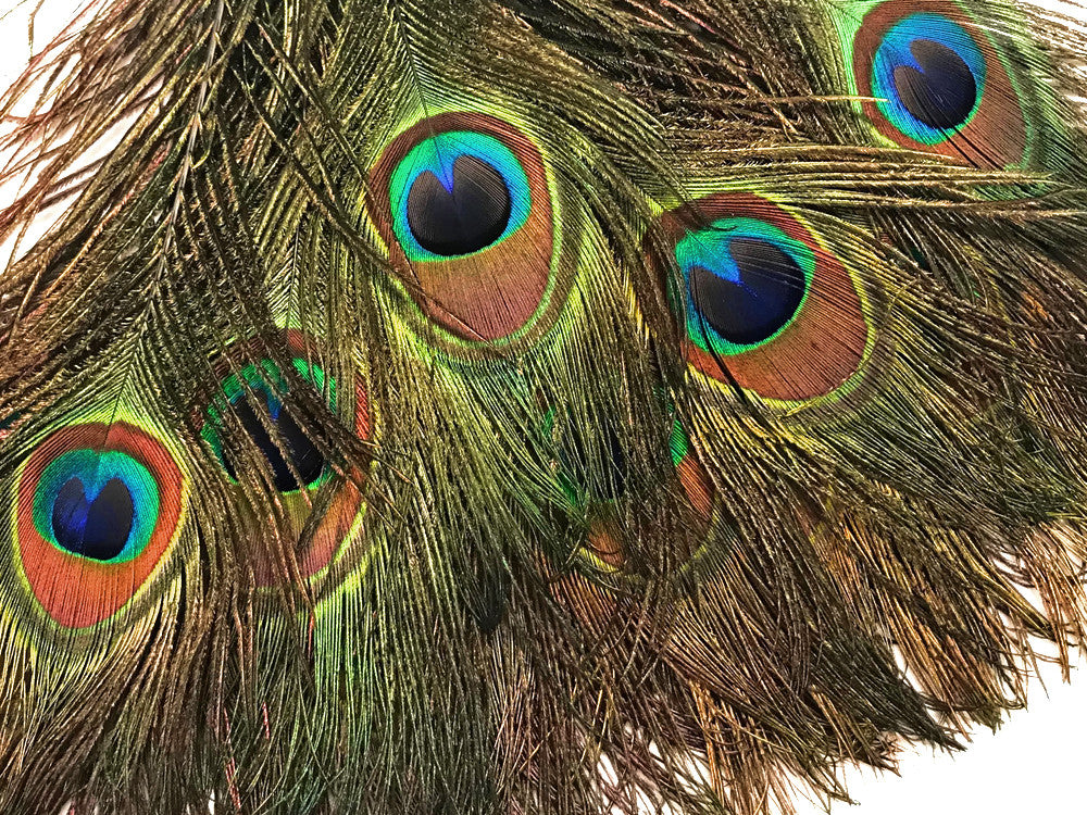 200 Pieces - 10-12" Natural Iridescent Green Peacock Tail Eye Wholesale Feathers (Bulk)