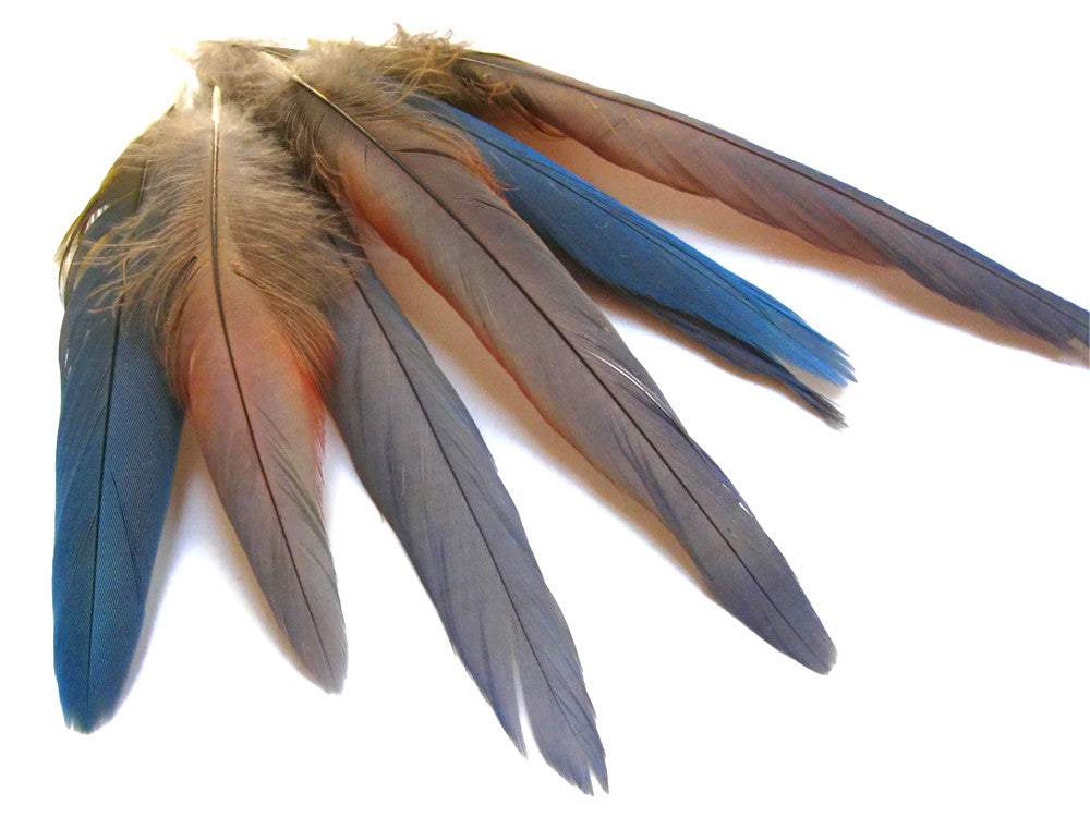 4 Pieces - Natural Blue Covert Wing Scarlet Macaw Rare Feathers