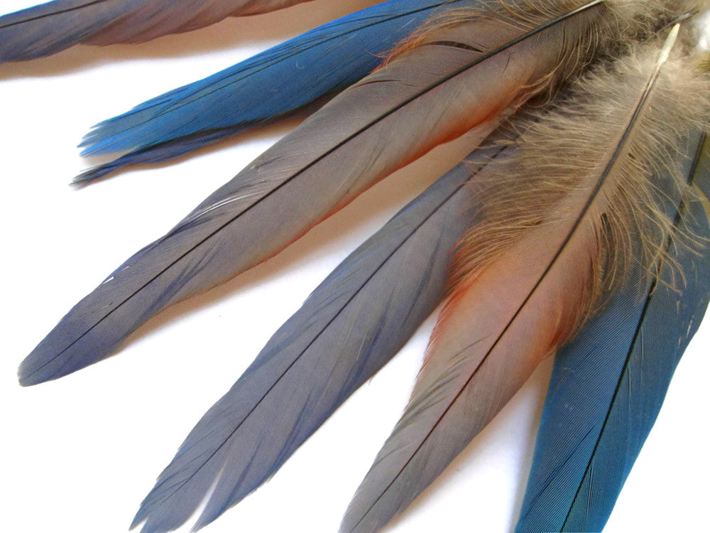 4 Pieces - Natural Blue Covert Wing Scarlet Macaw Rare Feathers