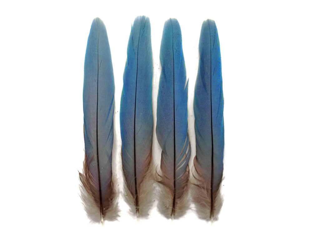 4 Pieces - Natural Blue Covert Wing Scarlet Macaw Rare Feathers