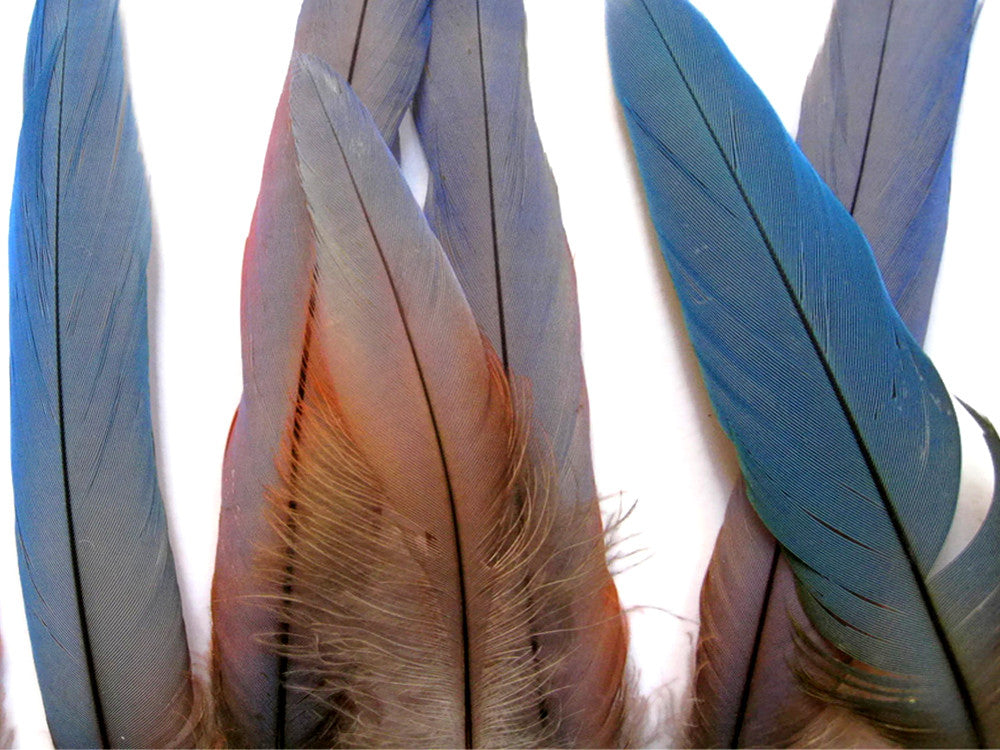 4 Pieces - Natural Blue Covert Wing Scarlet Macaw Rare Feathers