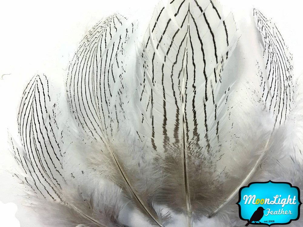 6 Pieces - Large Natural White Silver Pheasant Barred Plumage Feathers