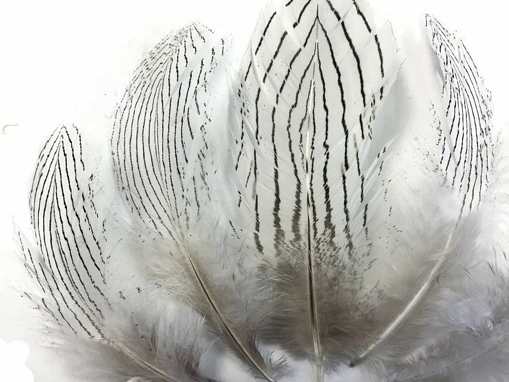 1/8 Lb. - Natural Silver Pheasant Body Plumage Wholesale Feathers (Bulk)